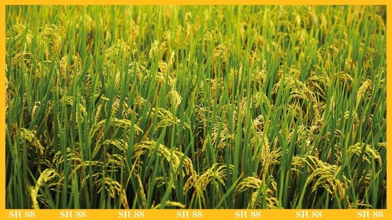 Các yếu tố ảnh hưởng đến lúa chín