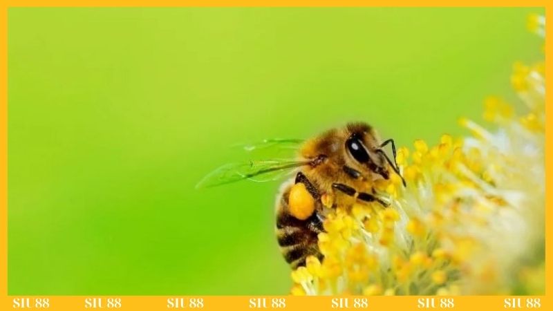Giải mã ý nghĩa nằm mơ thấy ong