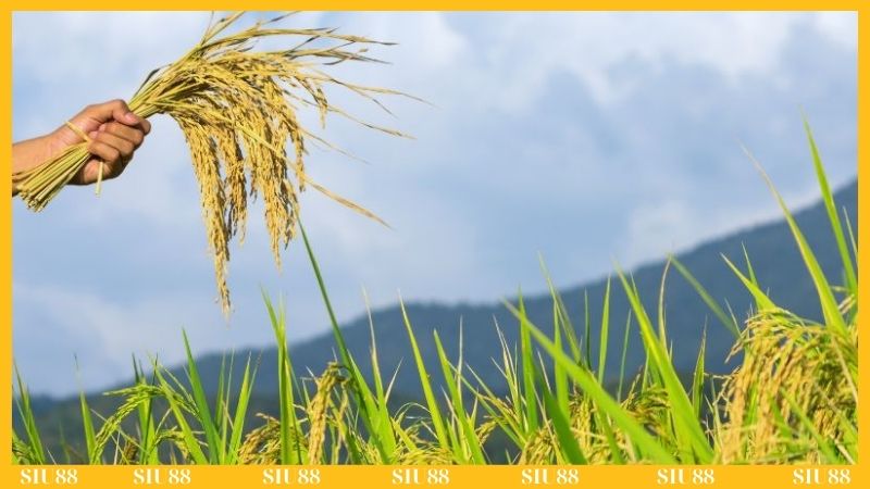 Khi nằm mơ thấy lúa chín đánh số gì?