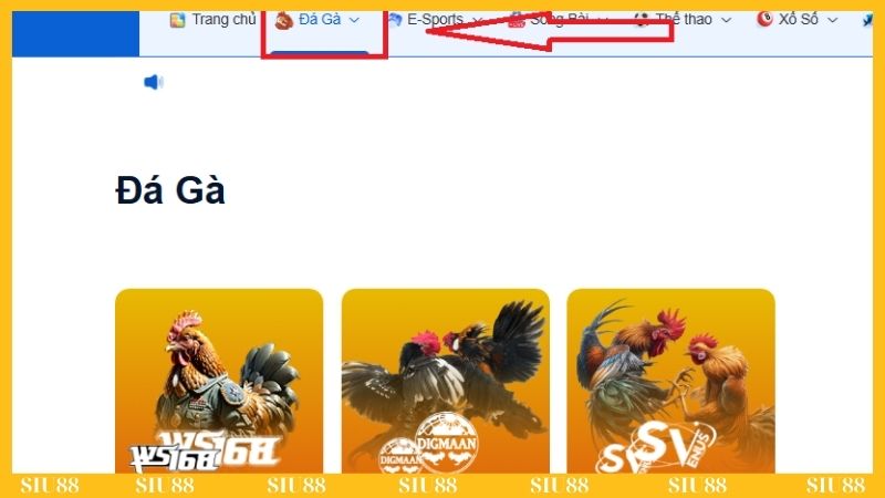 Theo dõi trận đấu đá gà để đưa ra dự đoán chính xác