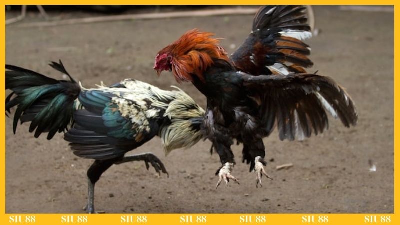 Vì sao nên chơi đá gà Siu88